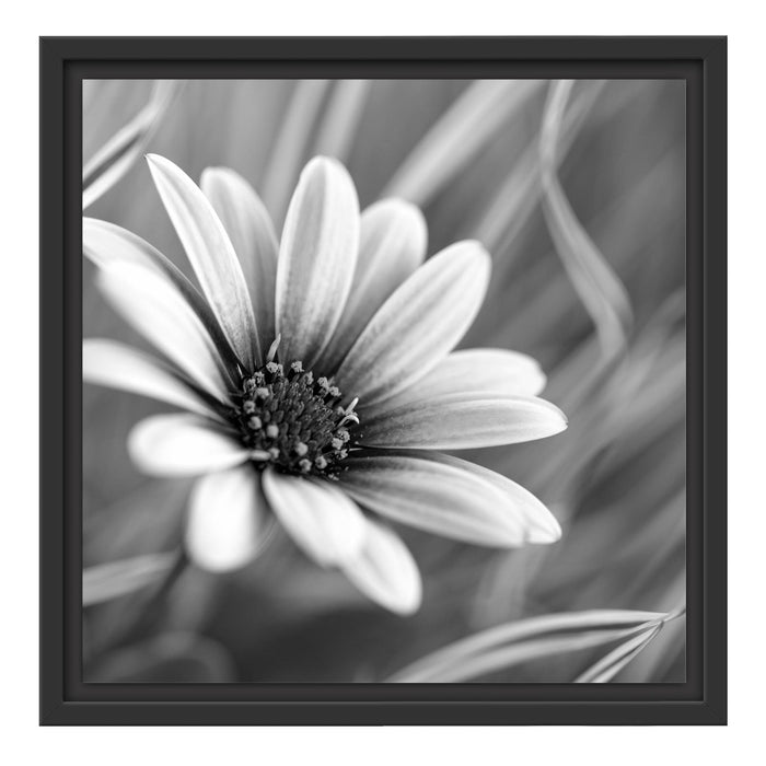 Blume in der Natur Schattenfugenrahmen Quadratisch 40x40
