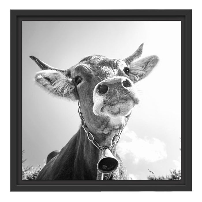 Portrait einer Kuh Schattenfugenrahmen Quadratisch 40x40