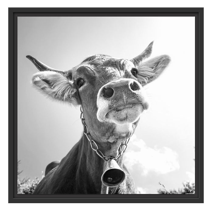 Portrait einer Kuh Schattenfugenrahmen Quadratisch 55x55