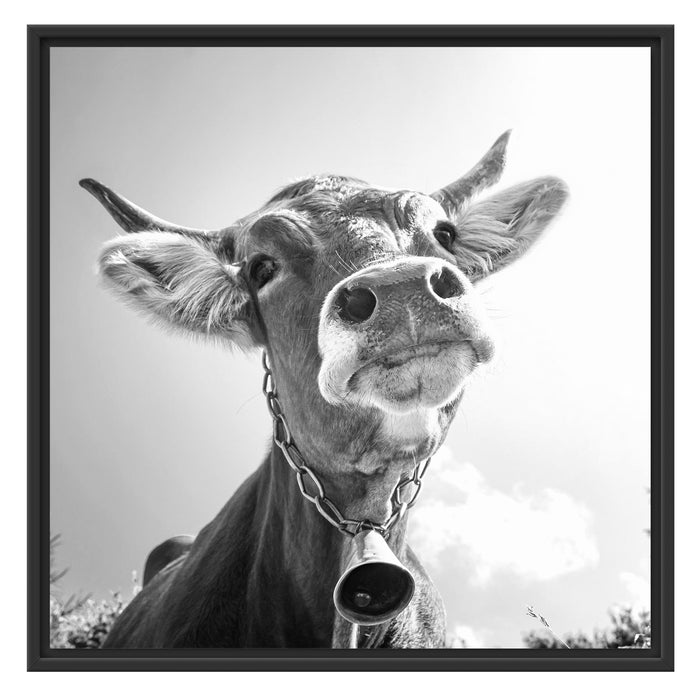 Portrait einer Kuh Schattenfugenrahmen Quadratisch 70x70