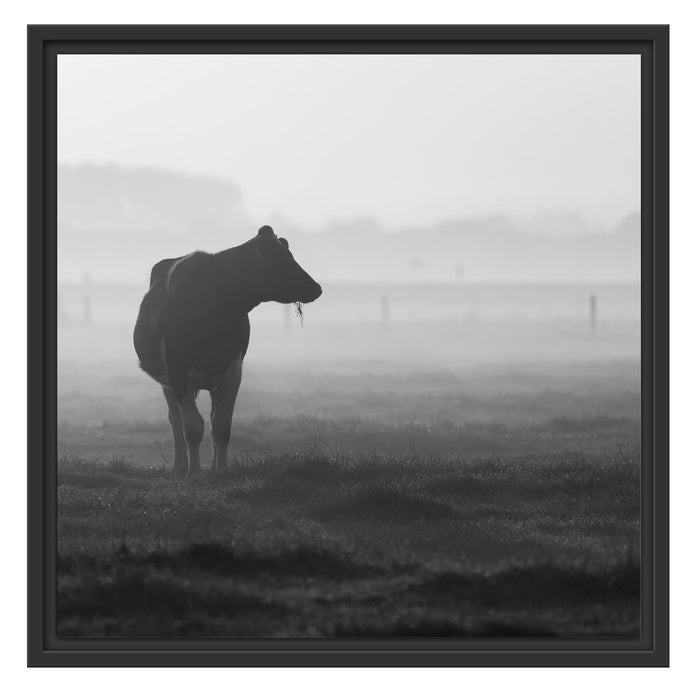 fressende Kuh auf der Weide Schattenfugenrahmen Quadratisch 55x55