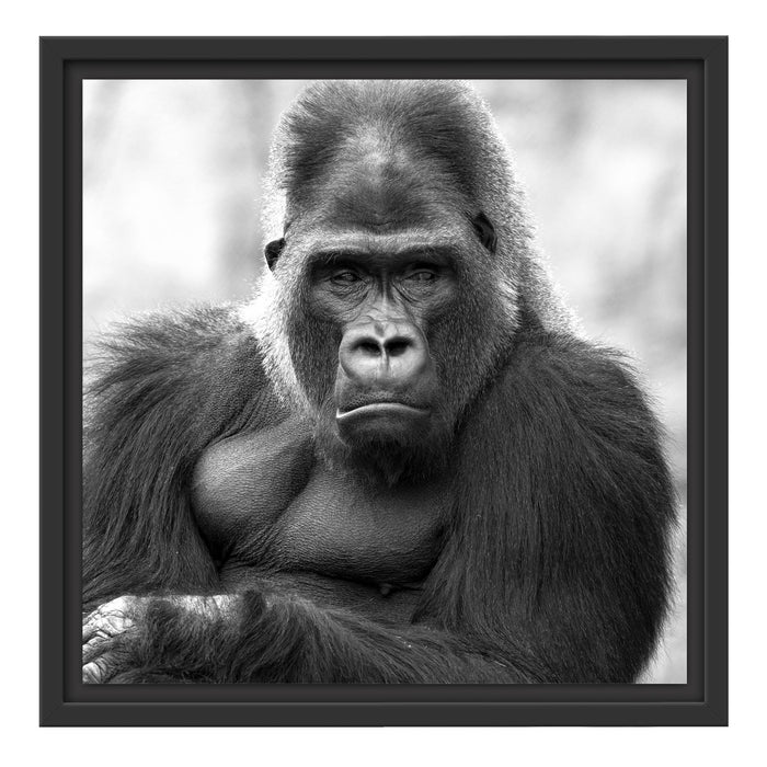 gelangweilter Gorilla Kunst B&W Schattenfugenrahmen Quadratisch 40x40