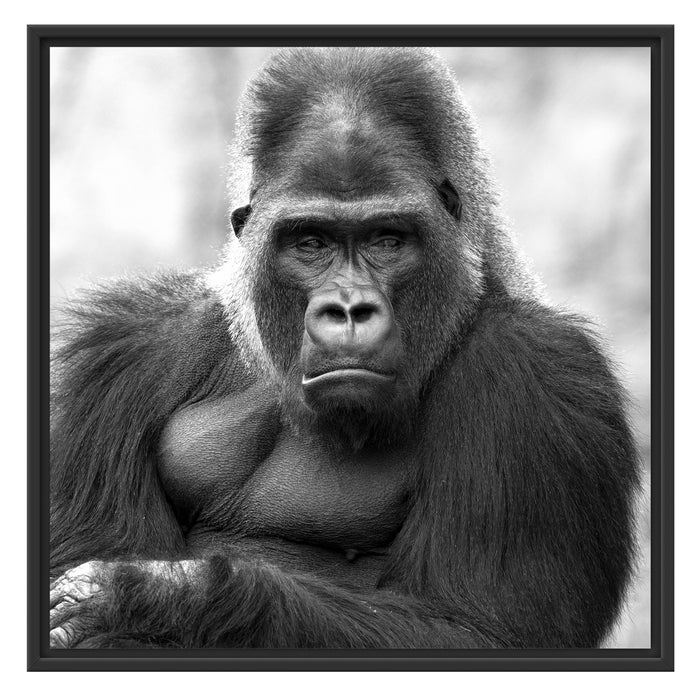gelangweilter Gorilla Kunst B&W Schattenfugenrahmen Quadratisch 70x70