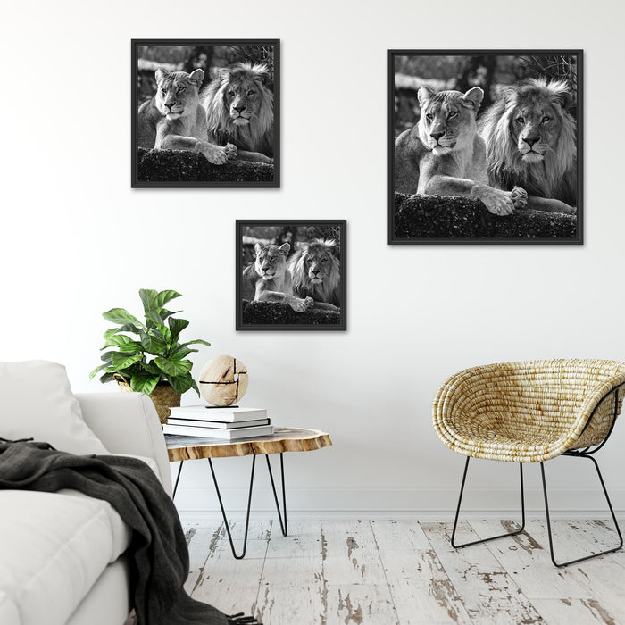 interessiertes Löwenpaar Kunst B&W Quadratisch Schattenfugenrahmen Wohnzimmer