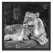 Löwe Löwenjungen Schattenfugenrahmen Quadratisch 55x55