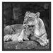Löwe Löwenjungen Schattenfugenrahmen Quadratisch 70x70