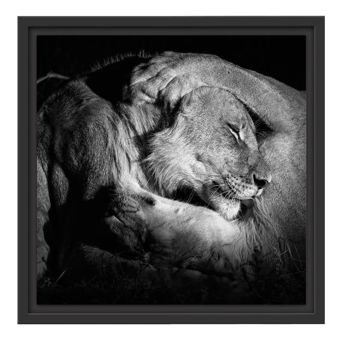 Männer Frauen Löwe kuscheln Schattenfugenrahmen Quadratisch 40x40