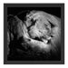Männer Frauen Löwe kuscheln Schattenfugenrahmen Quadratisch 40x40