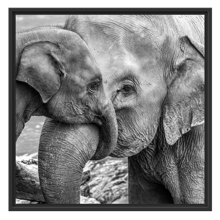 Elefantenmutter mit Kalb B&W Schattenfugenrahmen Quadratisch 70x70