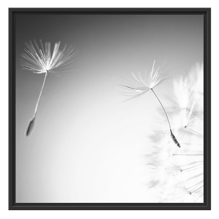 Löwenzahn Pusteblume Schattenfugenrahmen Quadratisch 70x70