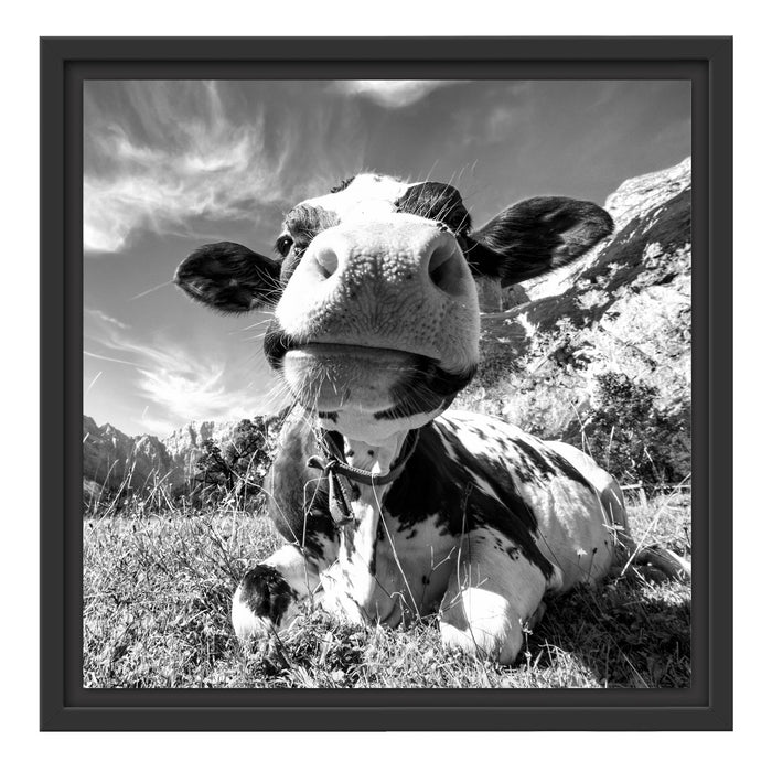 Kuh im Karwendelgebirge Kunst B&W Schattenfugenrahmen Quadratisch 40x40