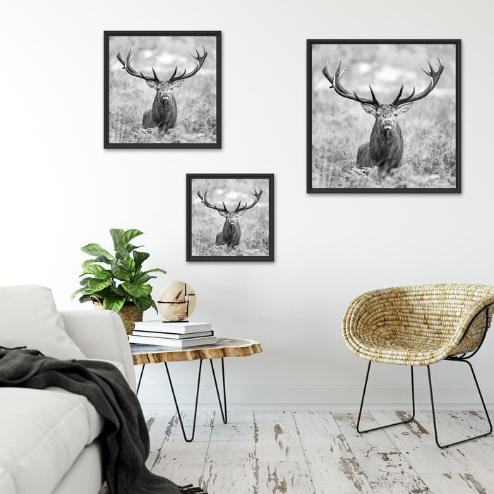 Großer Hirsch im Feld Kunst B&W Quadratisch Schattenfugenrahmen Wohnzimmer