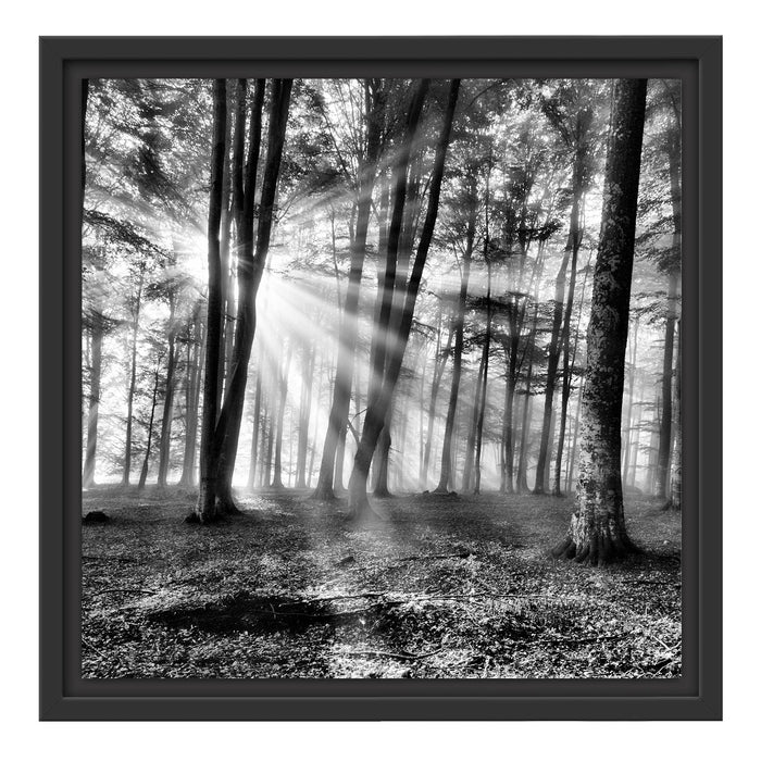 Waldlichtung im Sonnenschein Schattenfugenrahmen Quadratisch 40x40
