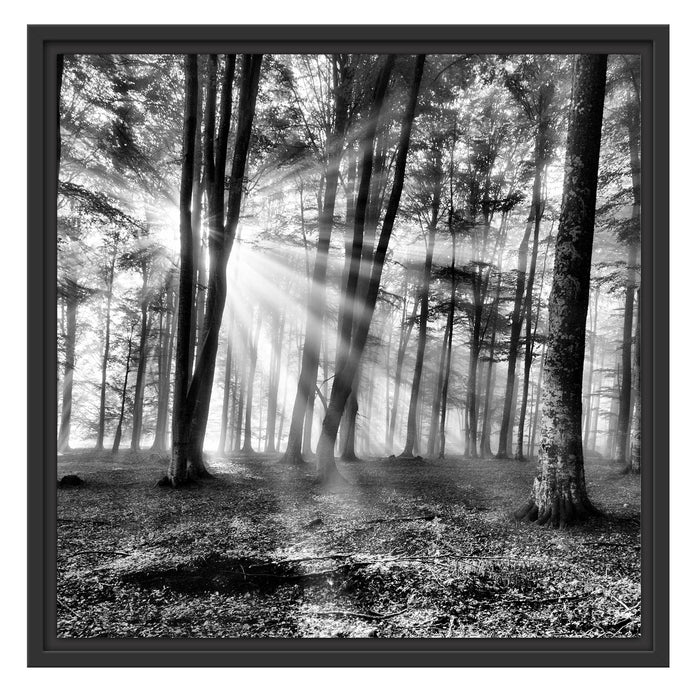Waldlichtung im Sonnenschein Schattenfugenrahmen Quadratisch 55x55
