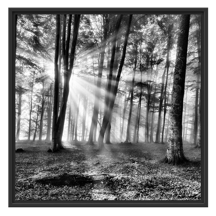 Waldlichtung im Sonnenschein Schattenfugenrahmen Quadratisch 70x70