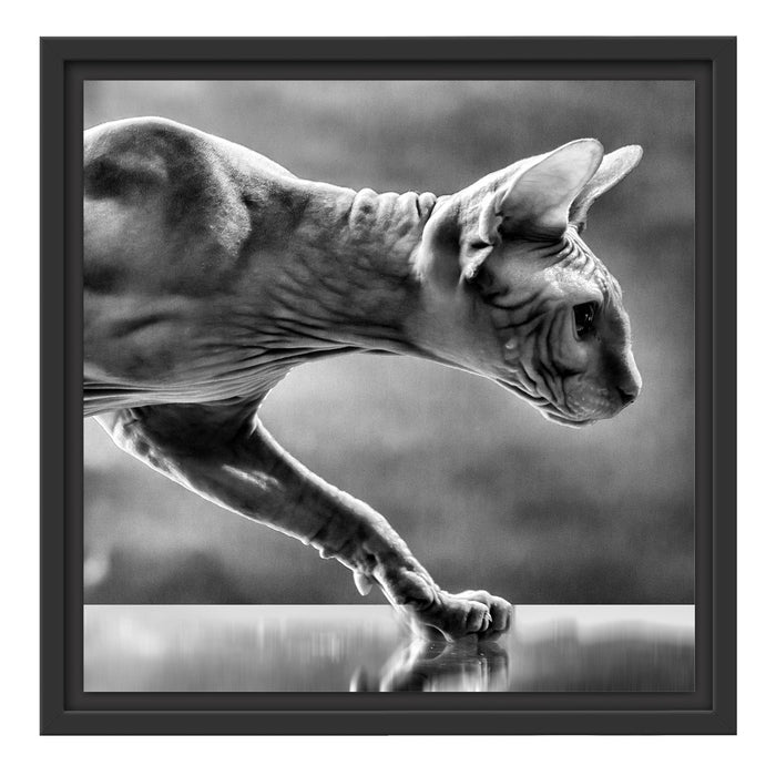 Einzigartige Sphynx Katze Schattenfugenrahmen Quadratisch 40x40