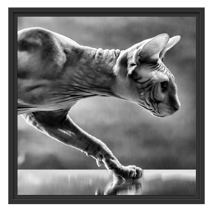Einzigartige Sphynx Katze Schattenfugenrahmen Quadratisch 55x55