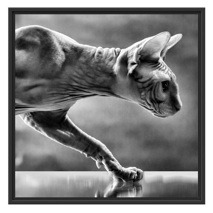 Einzigartige Sphynx Katze Schattenfugenrahmen Quadratisch 70x70