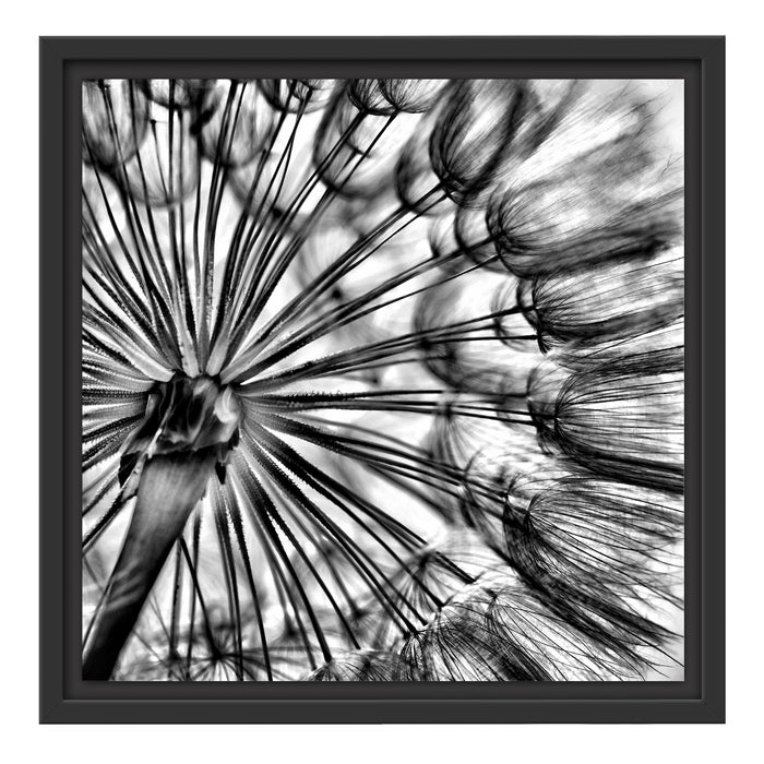 Schöne Pusteblume Schattenfugenrahmen Quadratisch 40x40