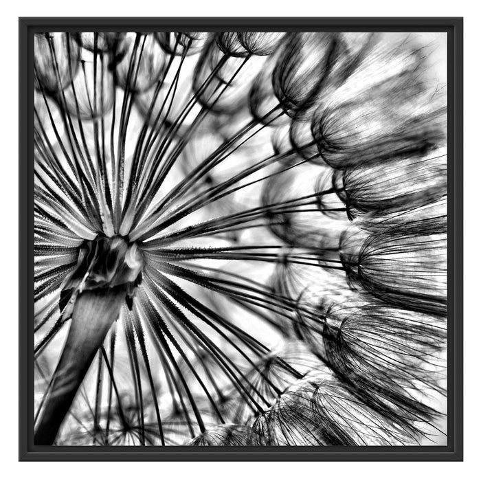 Schöne Pusteblume Schattenfugenrahmen Quadratisch 70x70