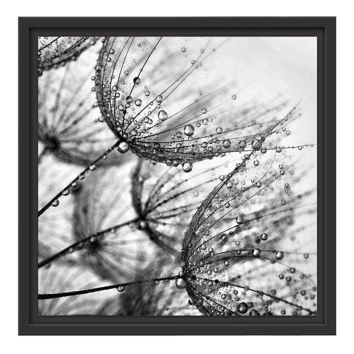 Tropfen bedeckte Pusteblumen Schattenfugenrahmen Quadratisch 40x40