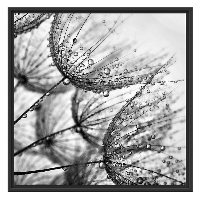 Tropfen bedeckte Pusteblumen Schattenfugenrahmen Quadratisch 70x70