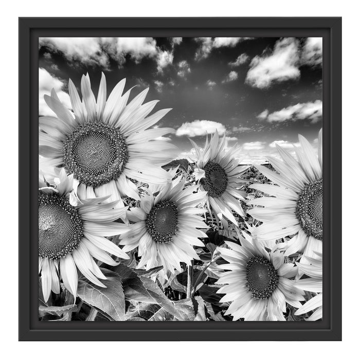Sonnenblumenwiese unter Himmel Schattenfugenrahmen Quadratisch 40x40
