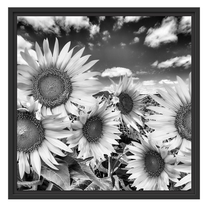 Sonnenblumenwiese unter Himmel Schattenfugenrahmen Quadratisch 55x55
