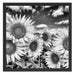 Sonnenblumenwiese unter Himmel Schattenfugenrahmen Quadratisch 55x55