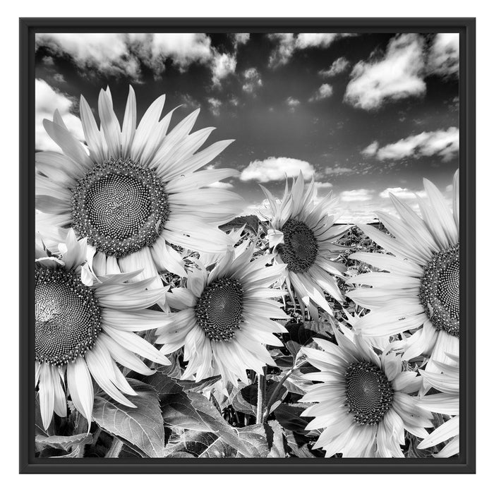 Sonnenblumenwiese unter Himmel Schattenfugenrahmen Quadratisch 70x70