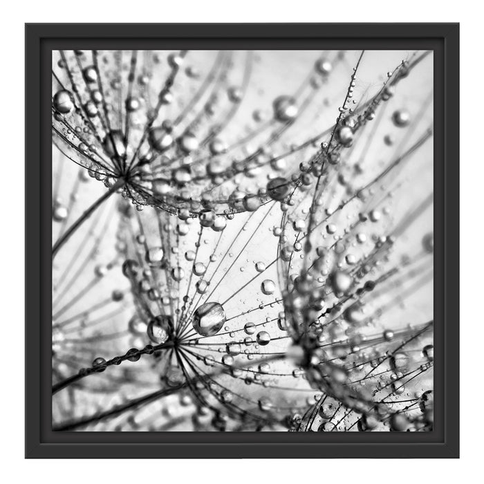 Pusteblumen Tau Schattenfugenrahmen Quadratisch 40x40