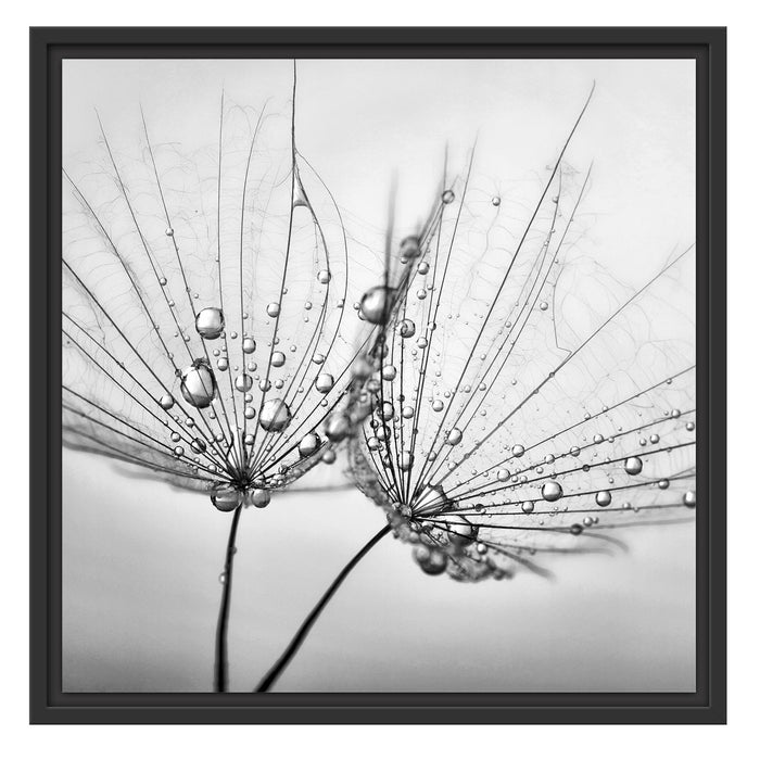 Pusteblumen mit Tautropfen Schattenfugenrahmen Quadratisch 55x55