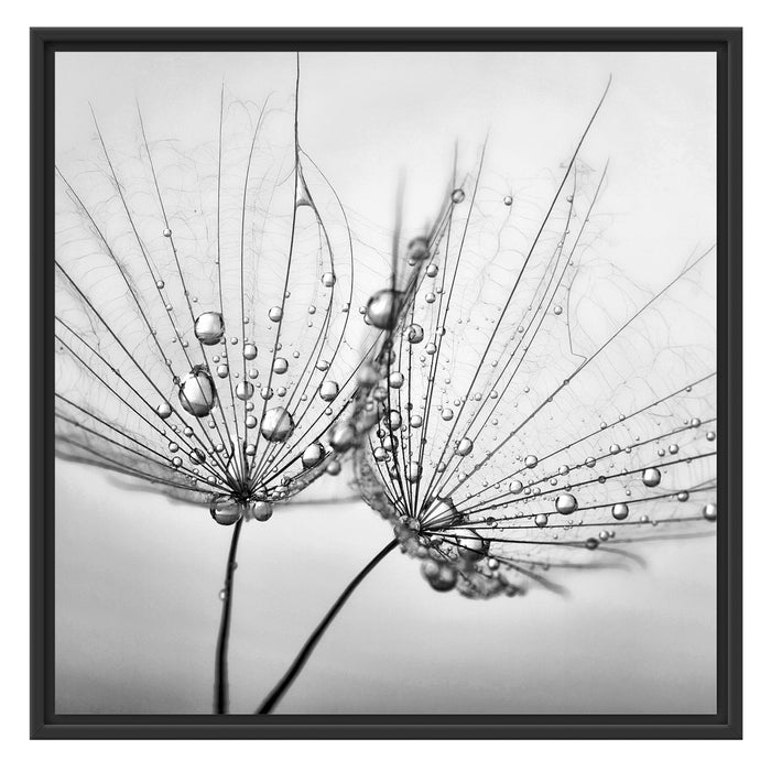 Pusteblumen mit Tautropfen Schattenfugenrahmen Quadratisch 70x70