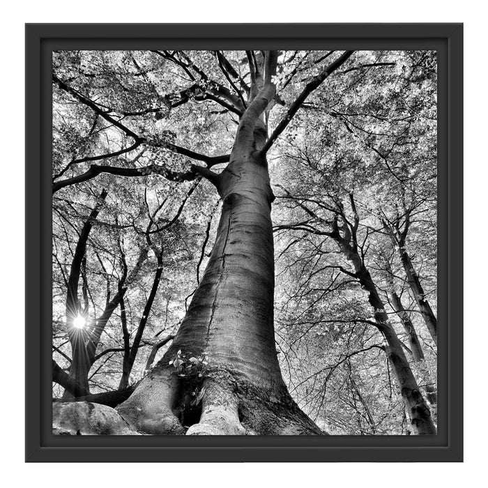 Riesiger Baum im Dschungel Schattenfugenrahmen Quadratisch 40x40