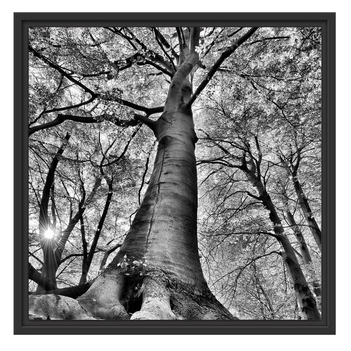 Riesiger Baum im Dschungel Schattenfugenrahmen Quadratisch 55x55