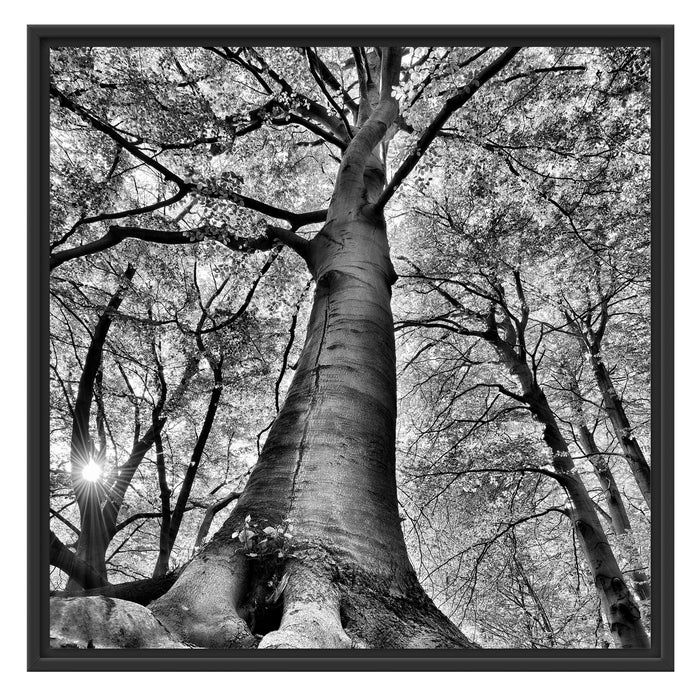 Riesiger Baum im Dschungel Schattenfugenrahmen Quadratisch 70x70
