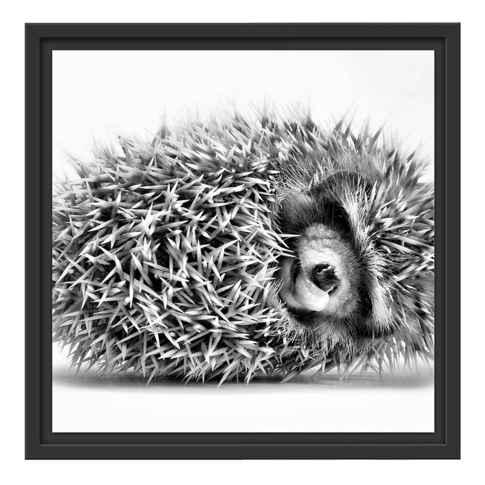 kleiner niedlicher Baby Igel Schattenfugenrahmen Quadratisch 40x40