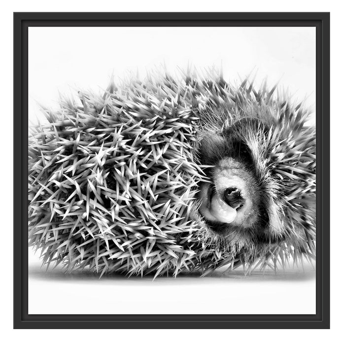 kleiner niedlicher Baby Igel Schattenfugenrahmen Quadratisch 55x55