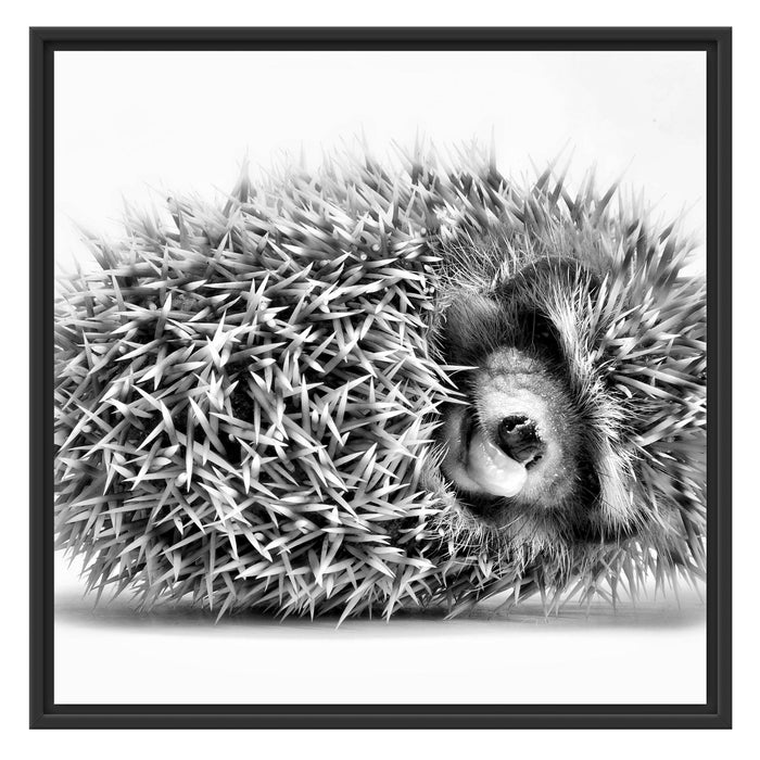 kleiner niedlicher Baby Igel Schattenfugenrahmen Quadratisch 70x70
