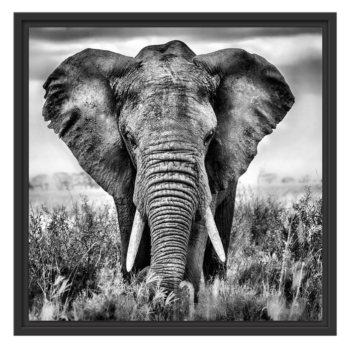 Imposanter Elefant Schattenfugenrahmen Quadratisch 55x55