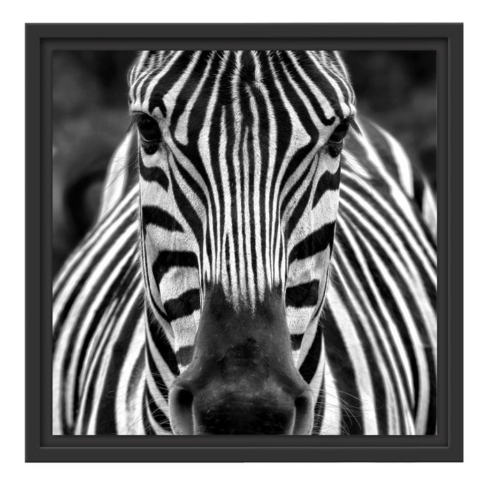 Zebra Porträt Schattenfugenrahmen Quadratisch 40x40