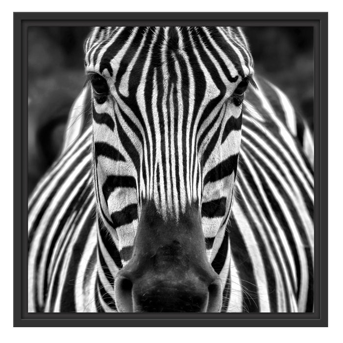 Zebra Porträt Schattenfugenrahmen Quadratisch 55x55