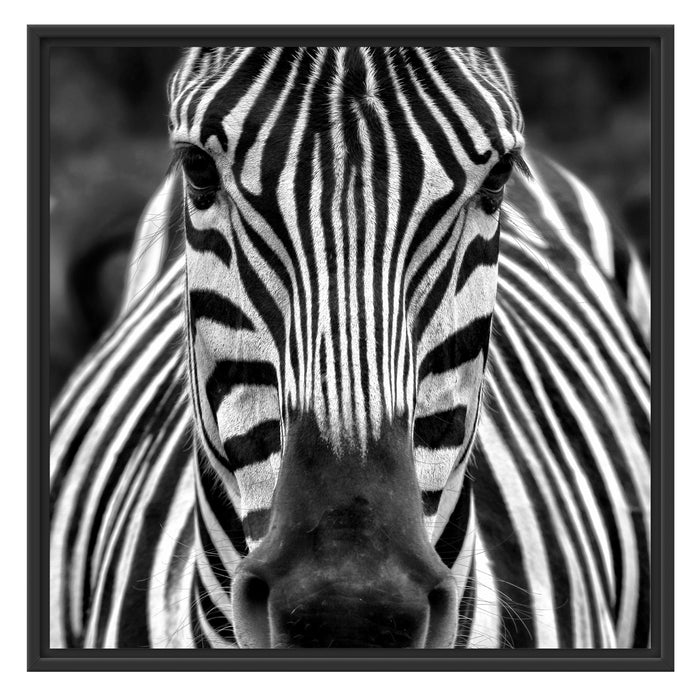 Zebra Porträt Schattenfugenrahmen Quadratisch 70x70