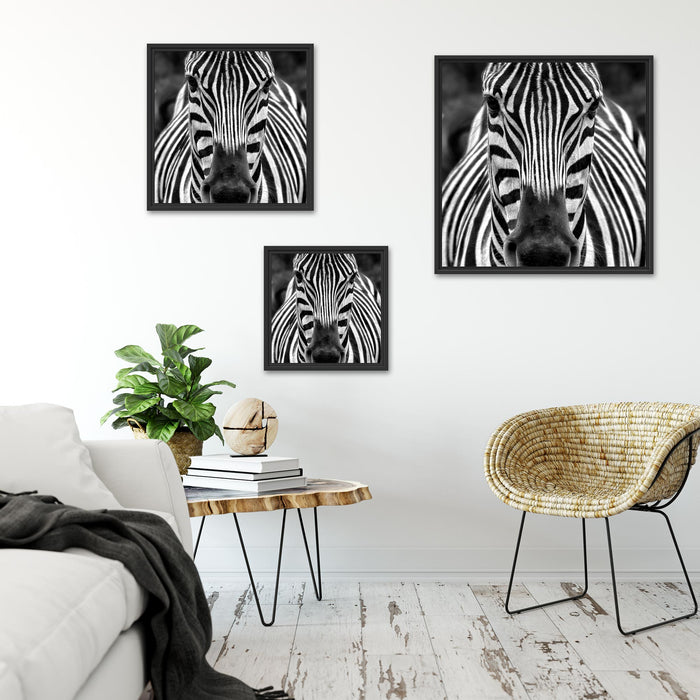 Zebra Porträt Quadratisch Schattenfugenrahmen Wohnzimmer