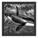 Orca im blauen Meer Schattenfugenrahmen Quadratisch 40x40