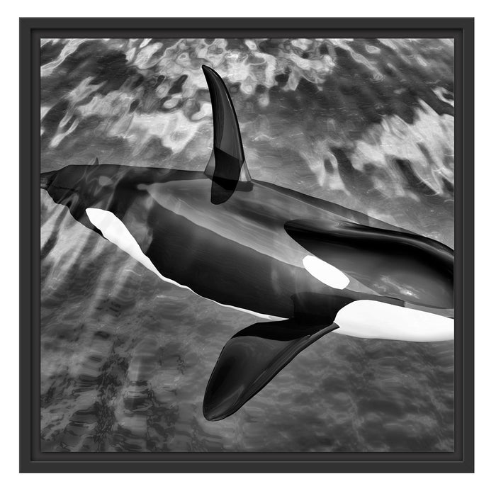 Orca im blauen Meer Schattenfugenrahmen Quadratisch 55x55