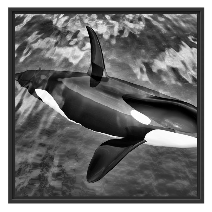 Orca im blauen Meer Schattenfugenrahmen Quadratisch 70x70