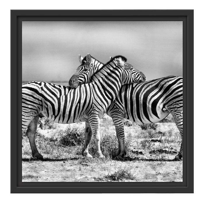 Schmusende Zebras Schattenfugenrahmen Quadratisch 40x40