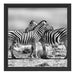 Schmusende Zebras Schattenfugenrahmen Quadratisch 40x40