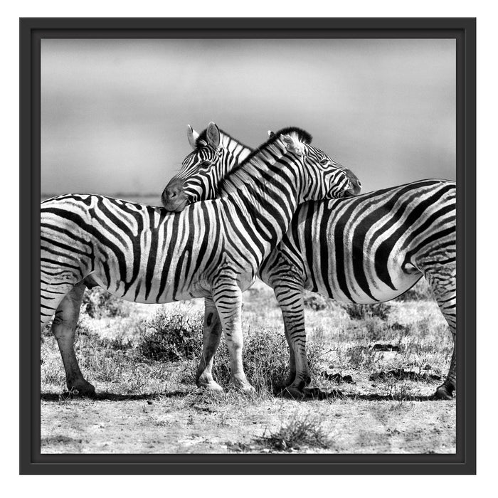 Schmusende Zebras Schattenfugenrahmen Quadratisch 55x55